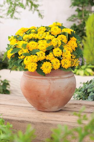 Fotos de variedades de flores para serem usadas como: Vaso, transplante, pátio Lantana camara Evita® Compact Yellow