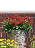 Variedades Top de linha de flores para terraço, jardim e de corte  Pelargonium interspec. Marcada Dark Red